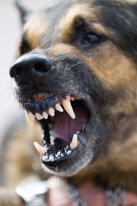 AnimalAttack